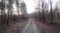 Le chemin des cochons