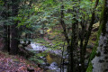Le chemin du Tarnon