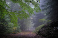Le chemin du Tarnon
