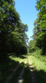 Le chemin en forêt d'Ingrannes