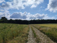 Le chemin menant à la Forêt des Révolets