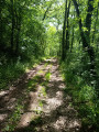 Le chemin ombragé de la remontée