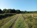 Le chemin ouvert entouré d'herbages