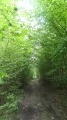 Le chemin se glisse sous les frondaisons