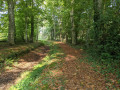 Le chemin sous la nef de hêtres