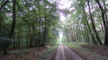 Le chemin traverse une futaie