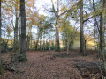 Le Ch&ecirc;ne de La Framboisi&egrave;re