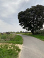 Le chêne des Grenache
