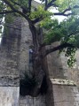 Le chêne tricentenaire de l'église de Cheillé