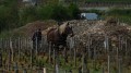 A travers vignes et forêts A travers vignes et forêts