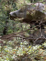 Forêt de Fontainebleau : Croix du Calvaire, Tour Denecourt et Roche Eponge