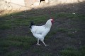 Le coq de la basse-cour Le coq de la basse-cour