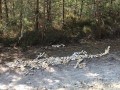 Forêt Rambouillet - Rochers d'Angennes & Ancienne abbaye des Moulineaux