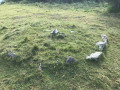 Le cromlech d'Elorrietako Kaskoa