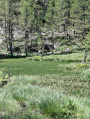 Le Lac des Grenouilles depuis Val d'Allos - la Foux