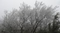 le givre au primtemps le givre au primtemps