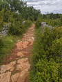 Le GR circule entre les murets de pierres sur le causse