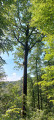 The Great Oak