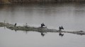 Le Grand Cormoran.