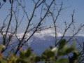 Le grand Veymont, entre les branches d'arbre Le grand Veymont, entre les branches d'arbre