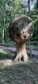 Le hêtre ventru en forêt de La Londe-Rouvray