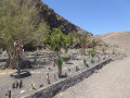 Le jardin de la Playa de la Casa