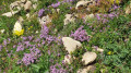 Le jardin de madame nature