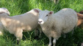 Moutons