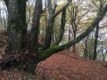 Le long de la montée