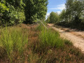 Le long de la piste Sud de l'aéroclub