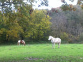 Le long du ruisseau de Larny