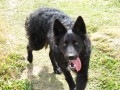 le loup d'emparis
