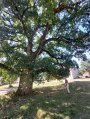 Arbre remarquable à la ferme d'Alaret