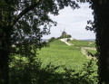 En forêt entre Mailly et Verzenay