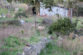 Mouton à la ferme de Saint-Martin
