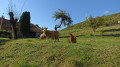 Deux moutons et une poule