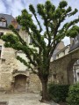 Arbres remarquables de Tours Arbres remarquables de Tours