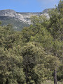 Le Pé de la Colle et le Vallon de Trébuquet depuis Riboux