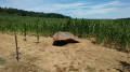 Le petit menhir de Villevenard