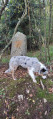 Le "petit menhir"