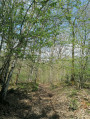 Le petit sentier Le petit sentier