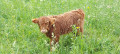 Veau