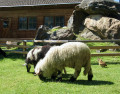 Le petit zoo alpin à Moos Alm