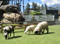 Le petit zoo alpin de Moos Alm