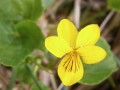 Le petite pensée à deux fleurs