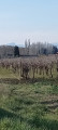 Le Pic St Loup en ligne de mire