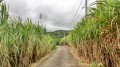 Le tour du Piton Forcade depuis les Avirons