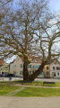 Le "Platane-mus&eacute;e" de Lutterbach