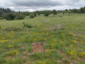 Le plateau en fleurs