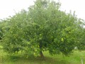 Le Pommeret.